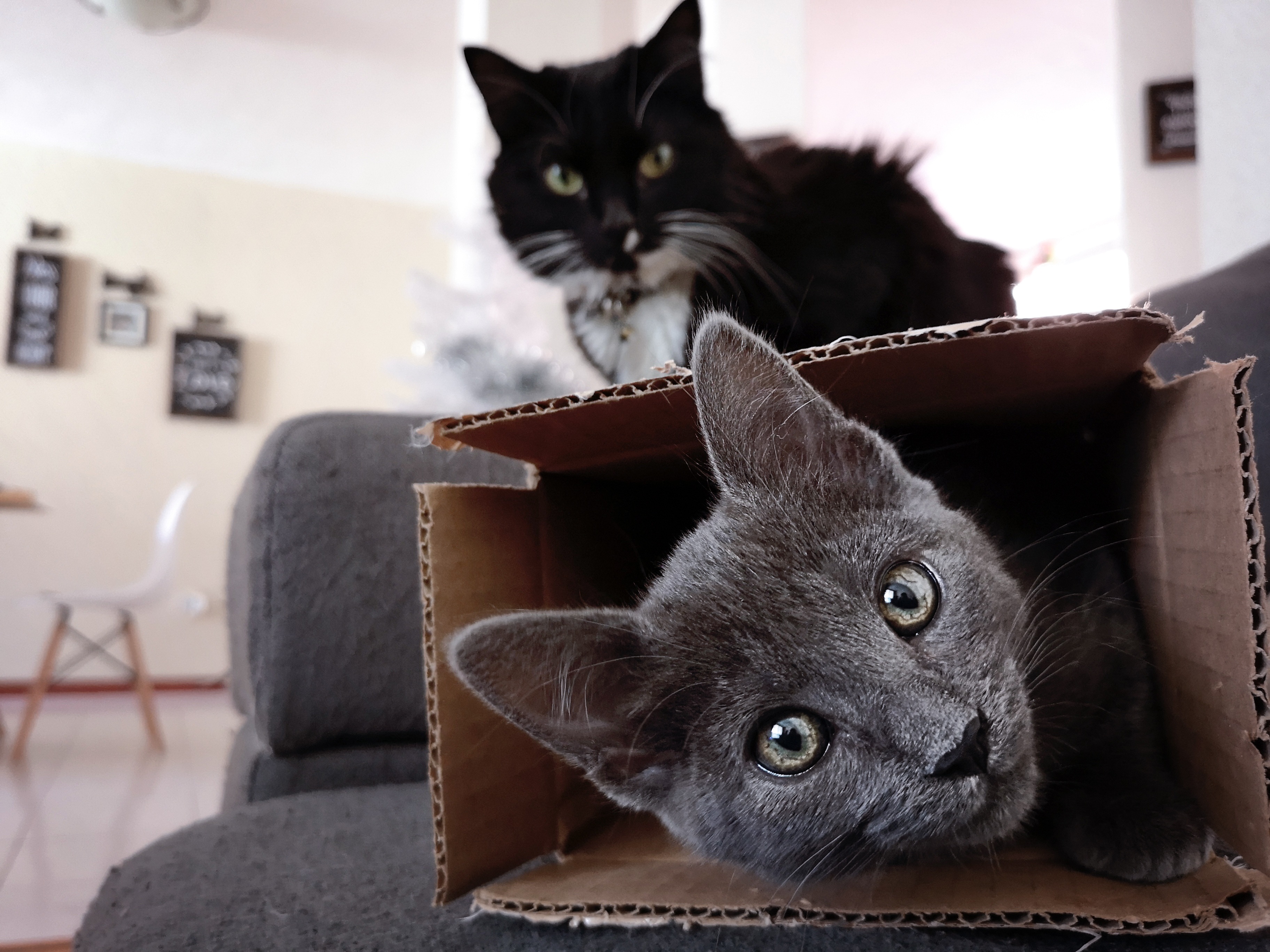Moving Your Pet from Brazil to Singapore | Complete Guide