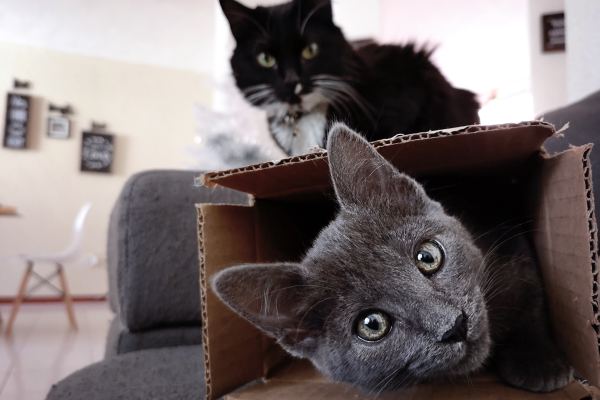 Moving to the Middle East with Pets: UAE, Qatar, and Saudi Arabia Pet Import Rules