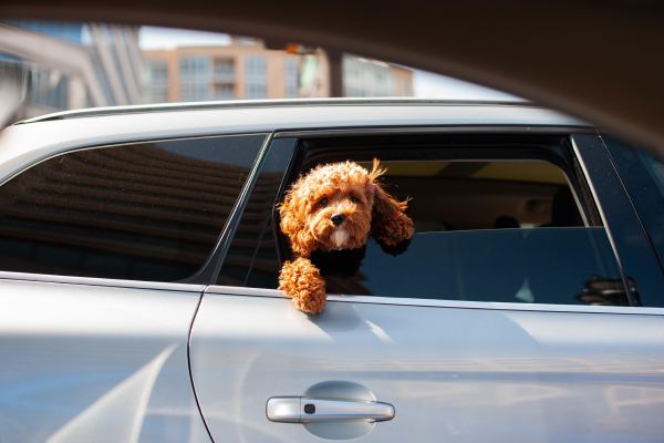 Pet Transport UK to UAE: Costs, Timelines and Heat Restrictions for 2026