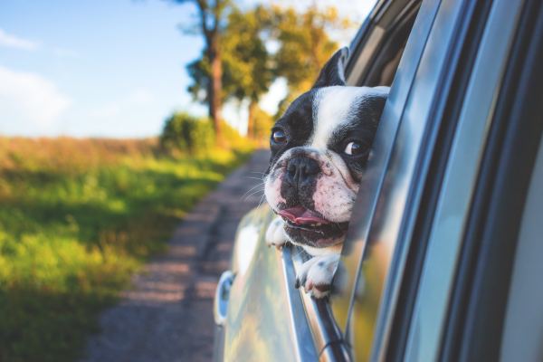 Moving Pets to Ireland: Tapeworm Treatment, AHC Requirements, and the UK Land Bridge