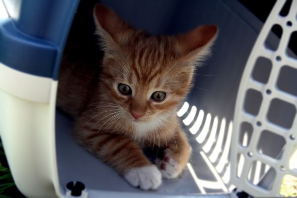 The EU Pet Passport Explained: What It Is, Who Needs It, and What Changed After Brexit