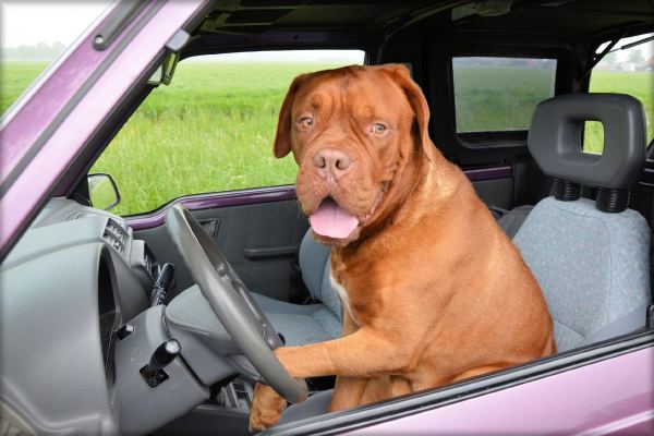 Travelling with a Labrador Retriever: Size, Airlines, and Cargo Considerations