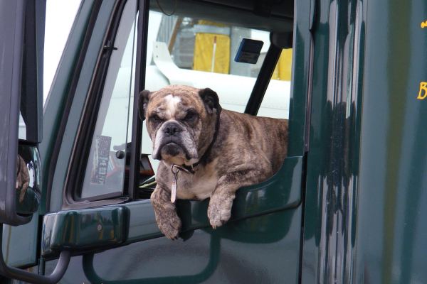 Importing a Pet to Indonesia: 2026 Process for Bali, Jakarta and Beyond