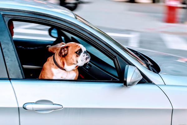 Travelling with a German Shepherd: Cargo, Crate Size, and Country Restrictions