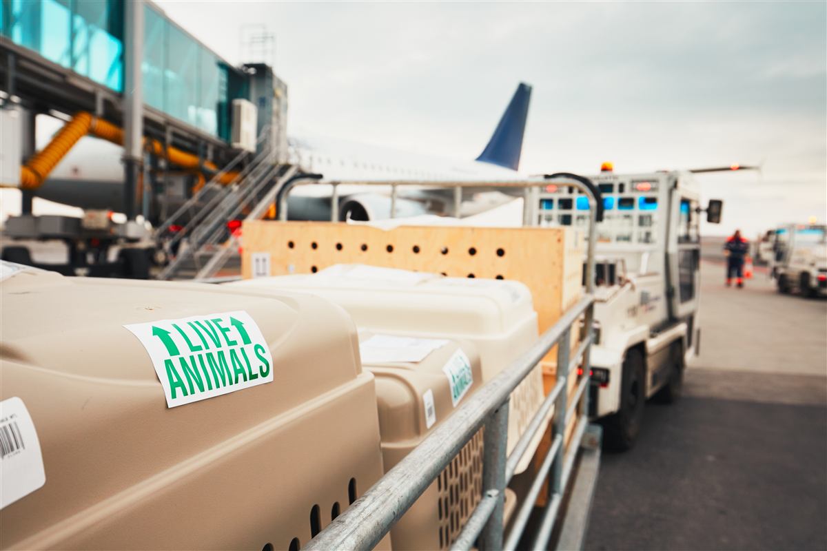 Pet transport features