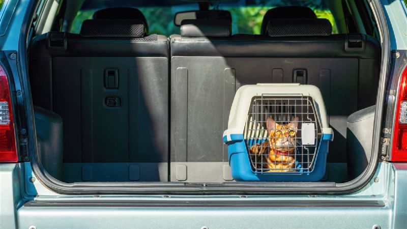 Pet ready for international transport